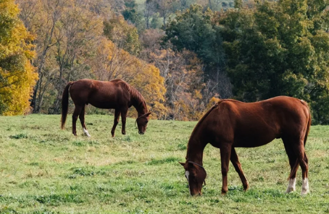 GETTING YOUR OLDER HORSES THROUGH WINTER....