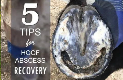 FIVE TIPS FOR HOOF ABSCESS