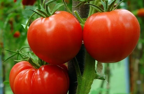 GROW PERFECT TOMATOES