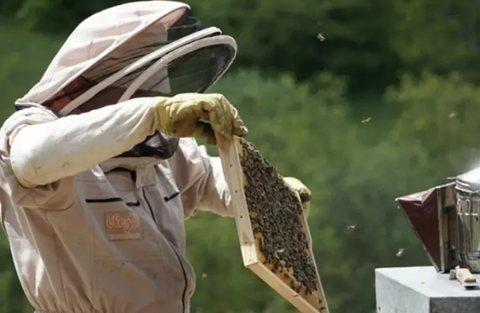 BEEKEEPING: WHAT EQUIPMENT IS REALLY NEEDED?