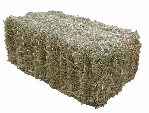 Picture of 2nd Grade Lucerne Hay