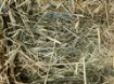 Picture of Rhodes Grass Hay