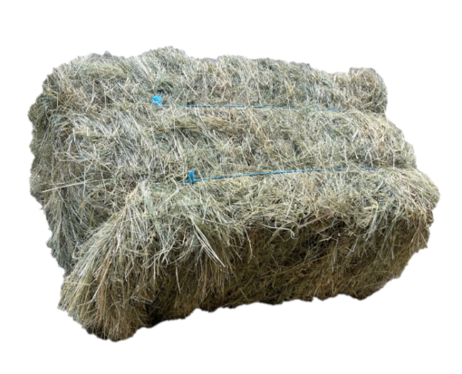 Picture of Teff Hay