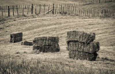 Picture for category Hay