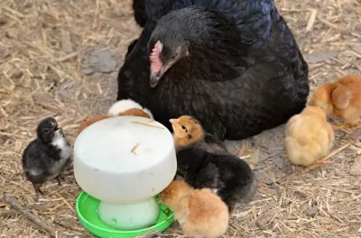 Picture for category Feeders & Waterers