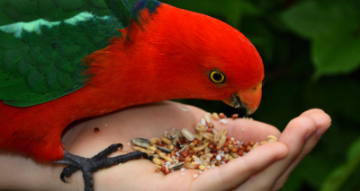 Picture for category Bird Feed