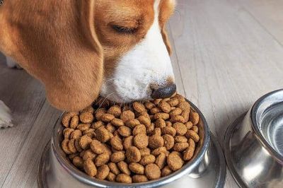 Picture for category Dry Dog Food