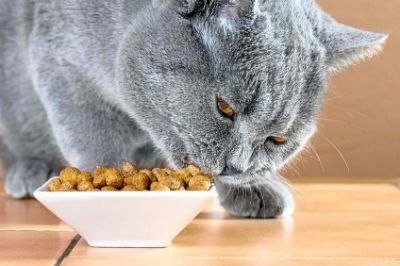 Picture for category Cat Food