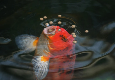 Picture for category Fish Supplies