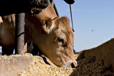 Picture for category Cattle Feed