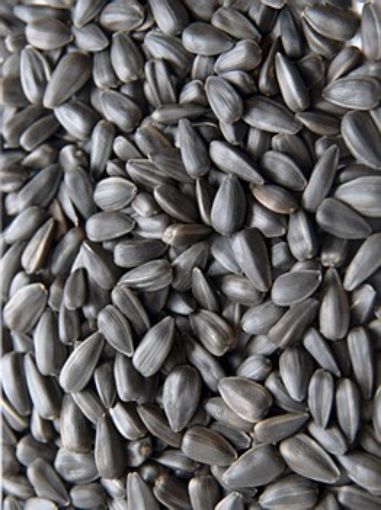 Picture of Black Sunflower Seed 3kg