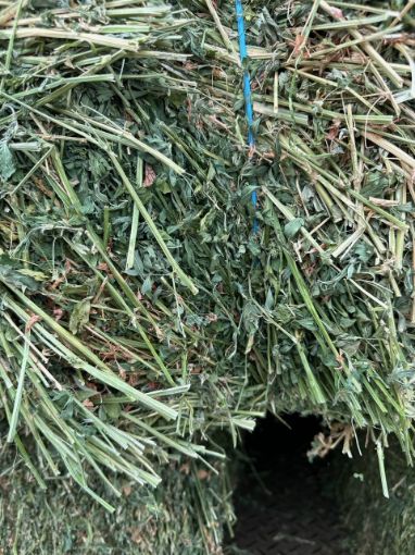 Picture of New Season Lucerne Hay